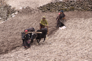 Nepal IMG 1730