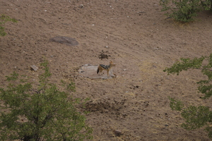 IMG 0635