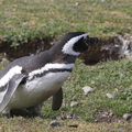 IMG_2026.jpg