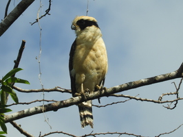 RSCN2634
