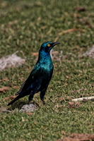 IMG 0114 DXO01