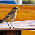 IMG_0472_DXO02.jpg