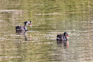 IMG 1134 DXO02