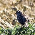 IMG_1160_DXO02.jpg