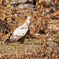 IMG_2626_DXO02.jpg