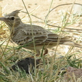 IMG_3364_DXO02.jpg