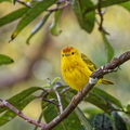 IMG_5031_DXO01.jpg