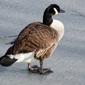 IMG_7280_1_DXO01.jpg