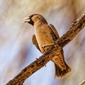 IMG_8182_DXO01.jpg