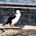 IMG_9371_DXO02.jpg