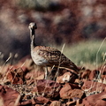 IMG_9448_DXO01.jpg